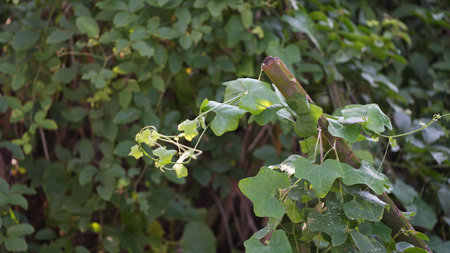 Giant creeper (Epipremnum aureum)の写真素材