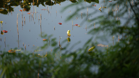 Lotus pond in the morning with green leaves and water lilyの写真素材