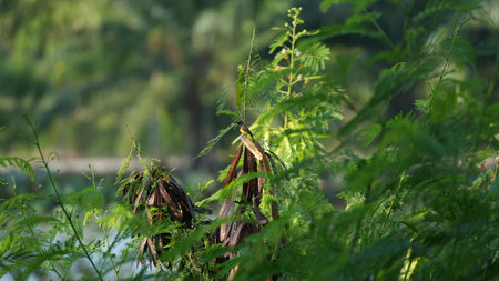 Ferns on the river bank in the rainforest, Thailandの写真素材