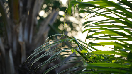 Green leaves of palm tree in the morning light. Selective focus.の写真素材