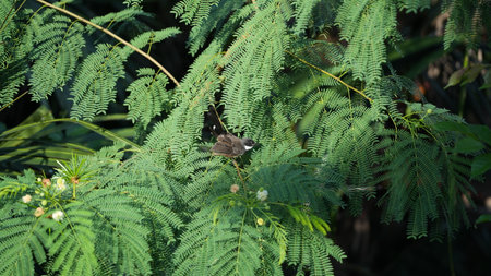 Bird on a branch of a tree in the garden, Thailand.の写真素材