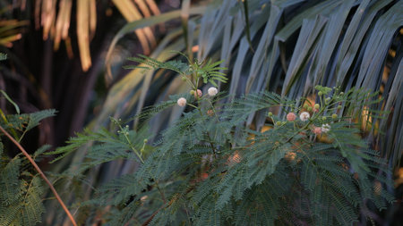 Close up of acacia tree with flowers and green leaves in the gardenの写真素材