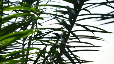 Bird sitting on a palm tree in the evening. Close-up.の写真素材