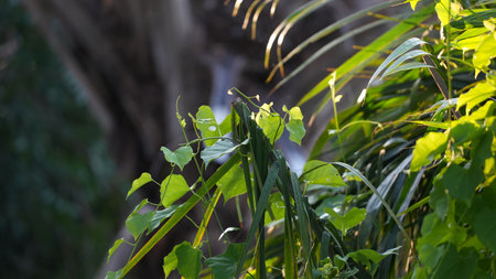 Tropical rainforest with waterfall and green leaves, Costa Ricaの写真素材