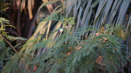 Euphorbia pulcherrima tree in nature garden.の写真素材