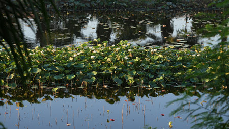 Lotus flower in the pond with reflection of trees and sky.の写真素材