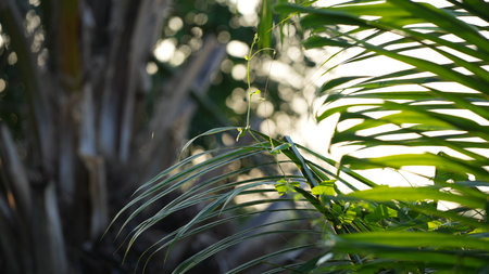 Green leaves of a palm tree in the sunlight. Tropical background.の写真素材