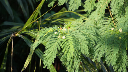 Green leaves of the Acacia dealbata tree in the gardenの写真素材