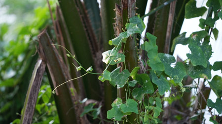 Coccinia grandis plant with green leaves and tendrils in gardenの写真素材