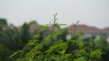 green leaves in the garden. nature green background with copy space.の写真素材