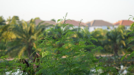 green plant in the garden with blur background and bokeh.の写真素材