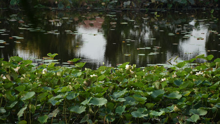 water lily in the pond with reflection of trees in the waterの写真素材