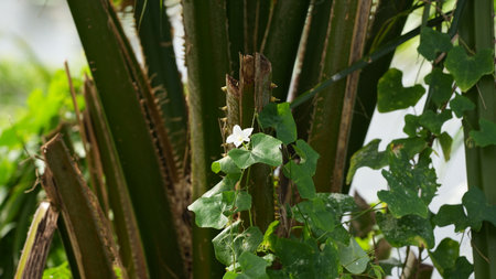 Gardenia, Gran Canaria, Canary Islands, Spainの写真素材