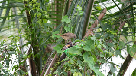 Babbler bird feeding baby birds in a tree in the gardenの写真素材