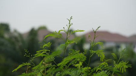 Green leaves of tamarind plant in the garden, Thailand.の写真素材