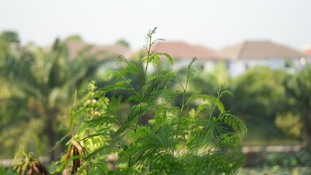 Green leaves in the garden. Nature background. Selective focus.の写真素材