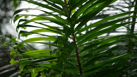Green leaves of a palm tree in a botanical garden in summerの写真素材
