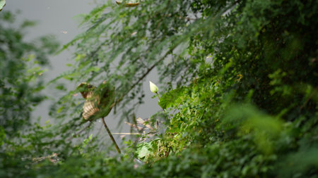 Green leaves on the river bank in the rainforest of Thailand.の写真素材