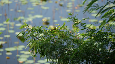 mimosa flower in the pond with water lily background.の写真素材