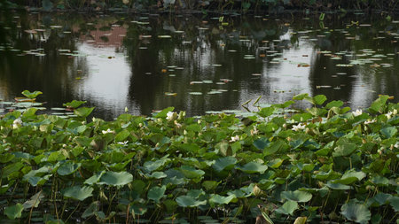 Lotus flower in the pond with reflection in the water, Thailand.の写真素材