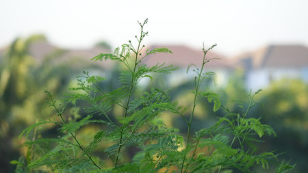 Green leaves in the garden. Green leaves background. Green leaves background.の写真素材