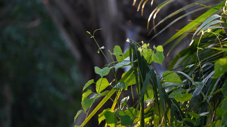 Close up of green leaves in the garden. Nature and environment concept.の写真素材