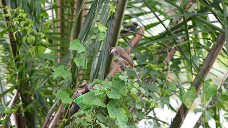 Bird sitting on a branch of a palm tree in the garden.の写真素材