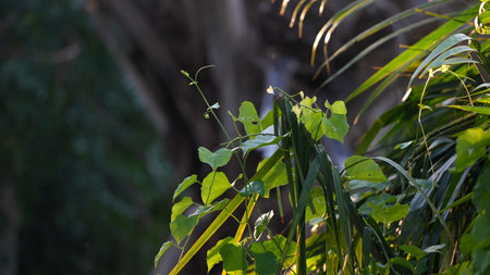 Green leaves in the morning light in the jungle. Natural background.の写真素材