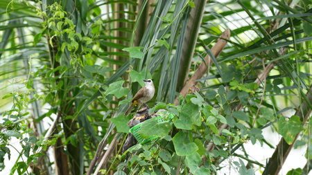 Bird on the tree in the garden, Thailand, Asia.の写真素材