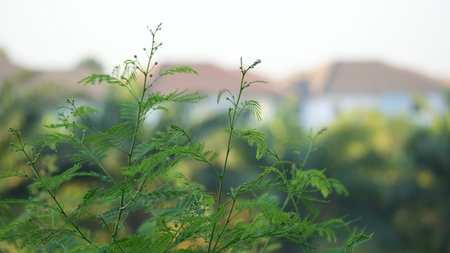 Close up of green leaves on blurred background, selective focus, nature backgroundの写真素材