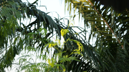 Tropical plants in the garden with green leaves and flowers.の写真素材