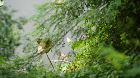 Green leaves on the water in the park. Selective focus.の写真素材