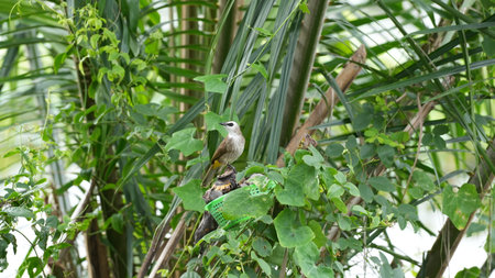 Bird sitting on a branch of a palm tree in the garden.の写真素材