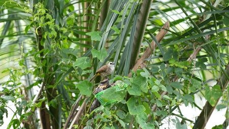 Babbler bird on the tree in the garden at thailandの写真素材