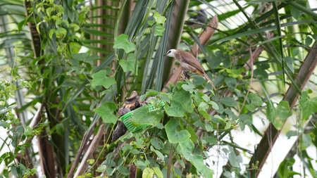 Birds on the branch of a palm tree in the garden.の写真素材