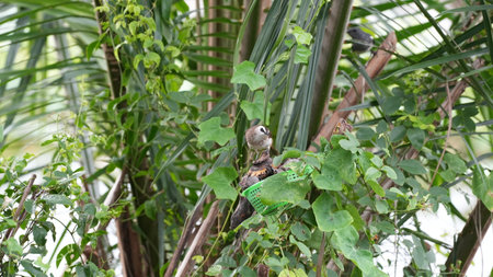 Spotted Bulbul (Pycnonotus pycnonotus)の写真素材
