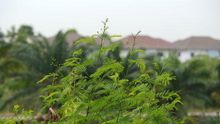 green leaves in nature garden with blur background and space for write wordingの写真素材