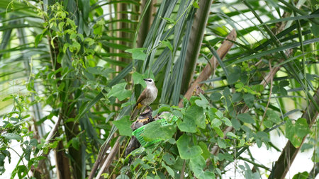 Bird on the tree in the garden at Chiangmai Thailandの写真素材