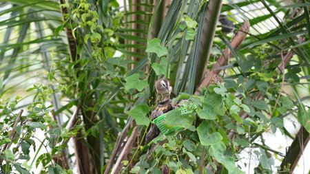 Bird sitting on the tree in the garden. Bird in the nature.の写真素材
