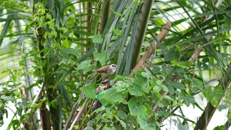 Babbler bird perched on a tree branch in the rainforestの写真素材
