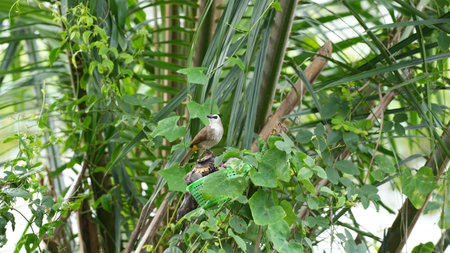 Babbler on a branch of a tree in the garden.の写真素材