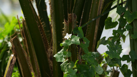 White flower on the stem of a palm tree in the garden.の写真素材