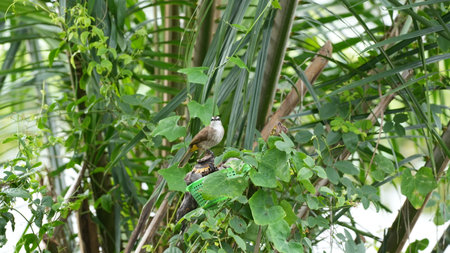 Bird sitting on a branch of a palm tree in a park.の写真素材