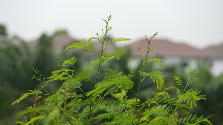 Green leaves in the garden with nature background. Shallow depth of field.の写真素材