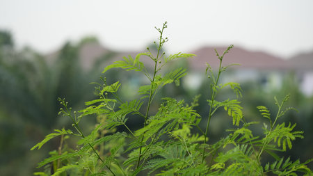 Close up of green leaves with blurred background in the morning light.の写真素材