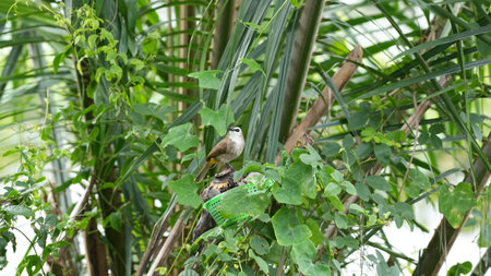 Sparrow bird on the tree in the garden at Thailand.の写真素材