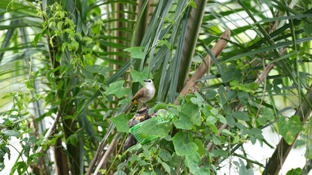Babbler on a branch of a tree in the garden.の写真素材
