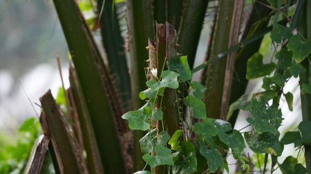 Close up view of a tropical plant with green leaves in the garden.の写真素材
