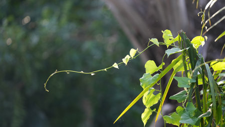 Green leaves of creeper plant in the garden, nature backgroundの写真素材