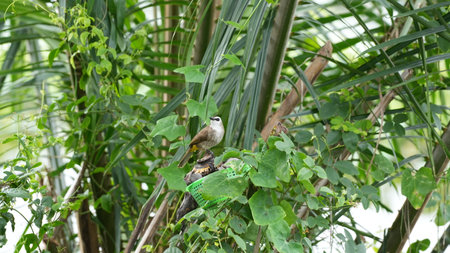 Bird sitting on a branch of a palm tree in the garden.の写真素材
